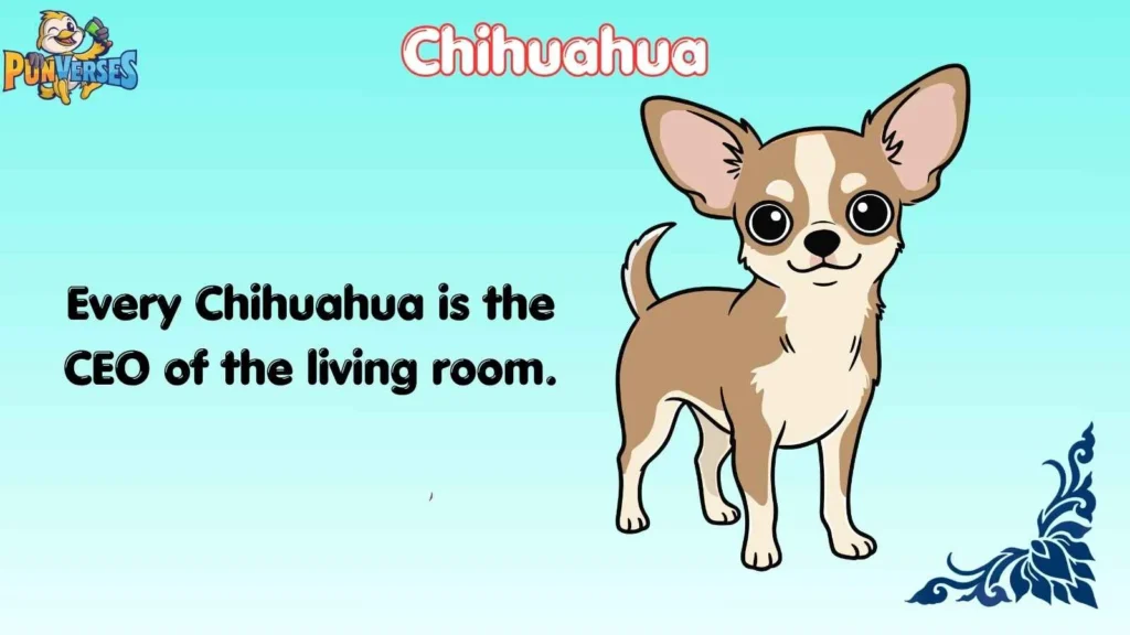 Chihuahua puns